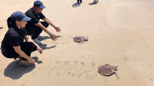 170 sea turtles released in Nai Yang conservation event