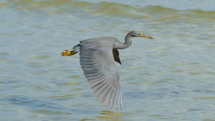 Tracing Phuket wildlife to the Jurassic era