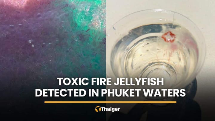 Warning issued after toxic fire jellyfish detected in Phuket waters