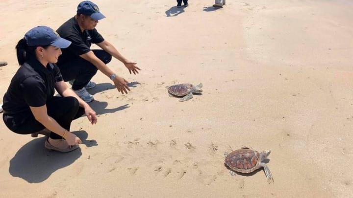 170 sea turtles released in Nai Yang conservation event
