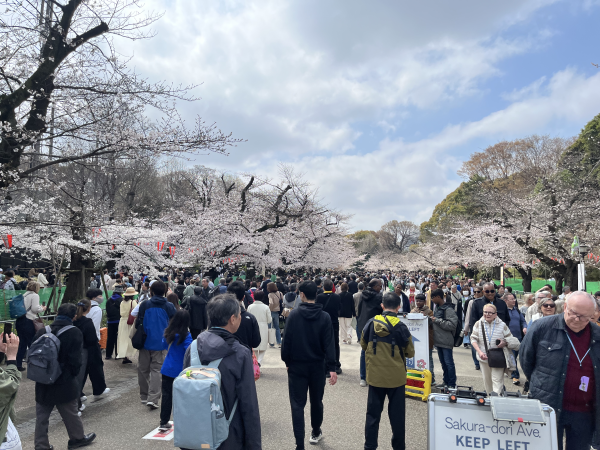 Japan’s cherry blossom bookings bloom