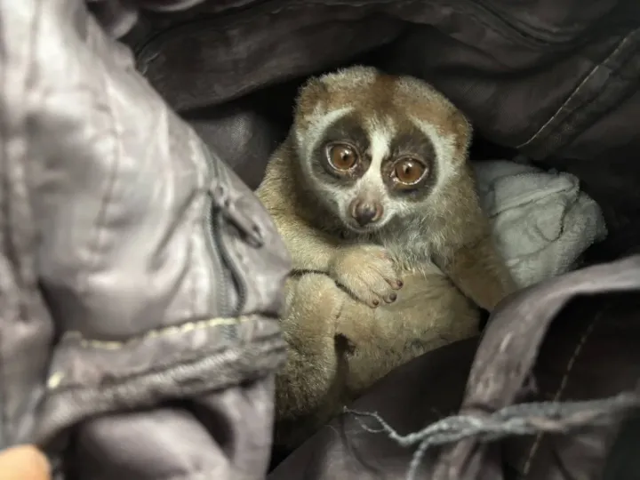 Un homme arrêté à Phuket avec un loris lent utilisé dans un stratagème de photos pour touristes