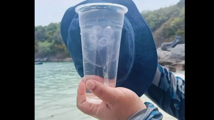 Moon jellyfish wash ashore at Koh Racha Yai