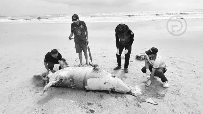 Rare Male Dugong Found Dead on Phang Nga Beach