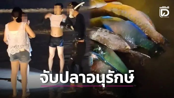 Video shows Chinese tourists taking protected parrotfish at | Phuket
