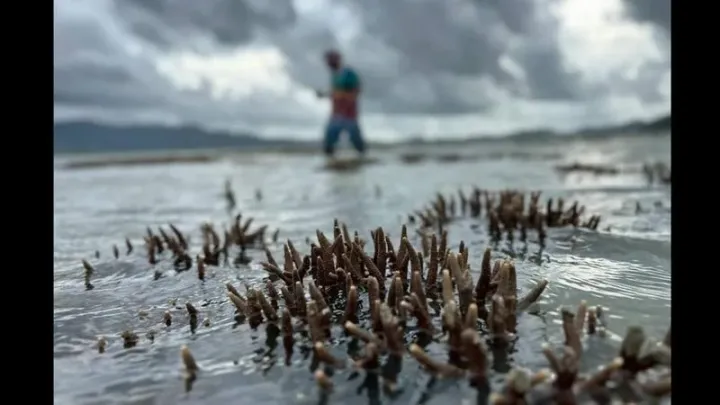 Ao Kung Bay marina opponents allege coral and mangrove damage