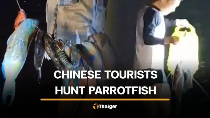 Videos show tourists with protected parrotfish, starfish at | Phuket