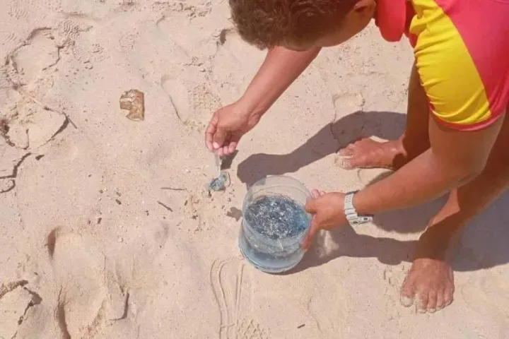 A lifeguard collects Portuguese man-of-war from a Phuket beach on Sunday. (Photos: Phuket Lifeguard Service)