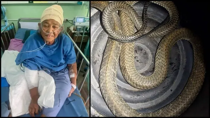 Sleeping woman bitten by cobra in Mai Khao home