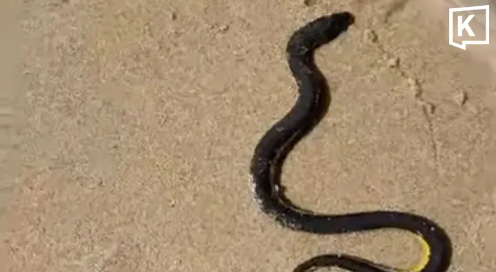 Sea snake on Kamala Beach safely returned to sea by lifeguards