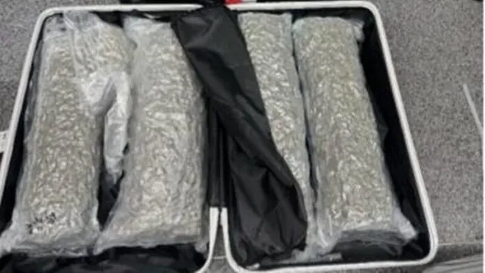 21-year-old Belgian woman arrested at Phuket Airport with 31.7 kg of cannabis in two bags
