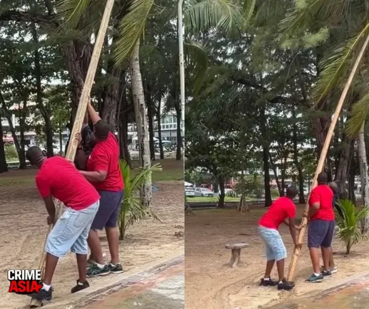 Four tourists filmed knocking coconuts from trees on Kamala Beach