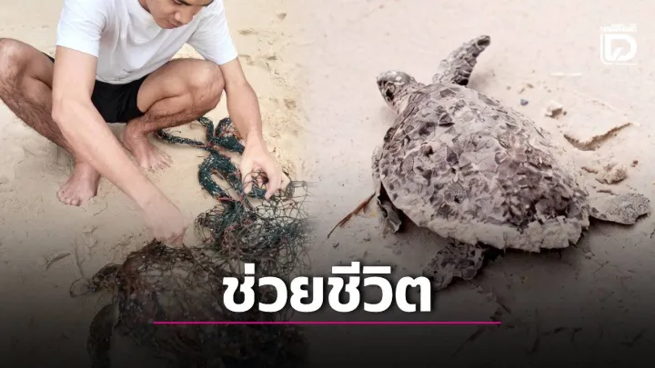Man Frees Sea Turtle Trapped in Fishing Net at Layan Beach
