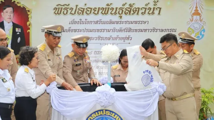 Phuket releases 300,000 shrimp to mark King’s birthday