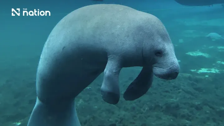 DMCR tightens dugong safeguards across 12 Andaman areas