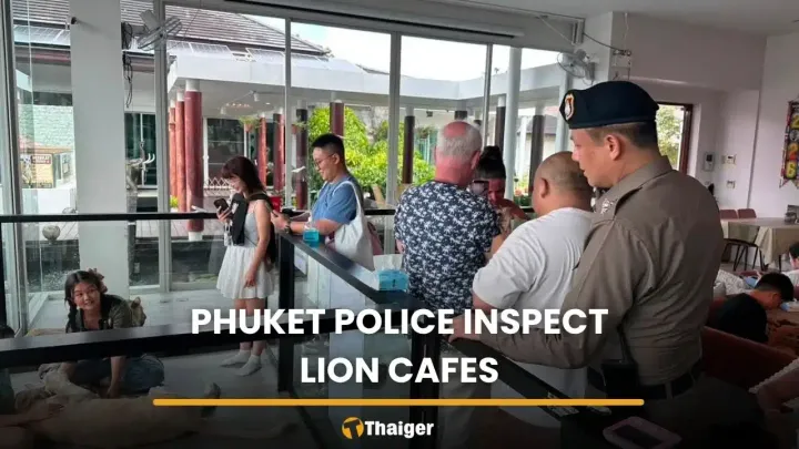Phuket police find no new lion attack after viral photo