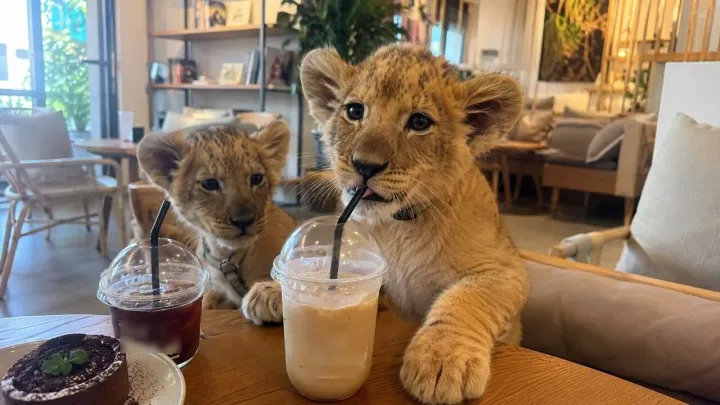 Chinese tourist pays for rabies vaccine after lion cub bite at Phuket cafe