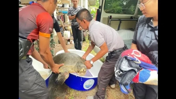 Olive Ridley turtle rescued from Nai Yang Beach in Phuket