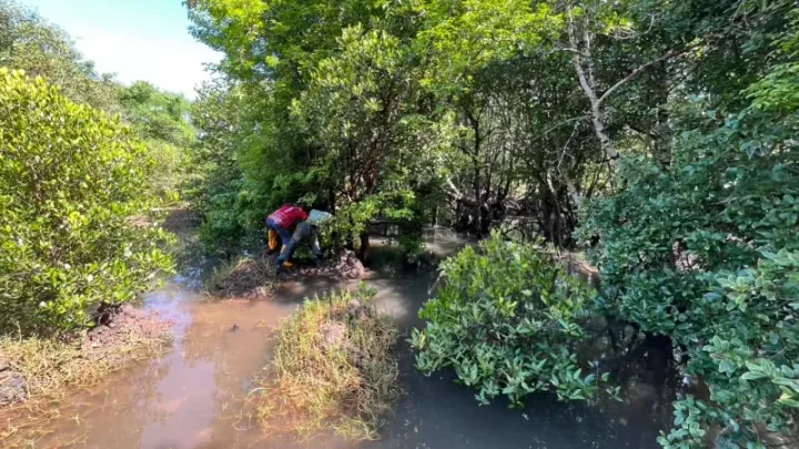 Unidentified man found hanging in Ratsada mangroves