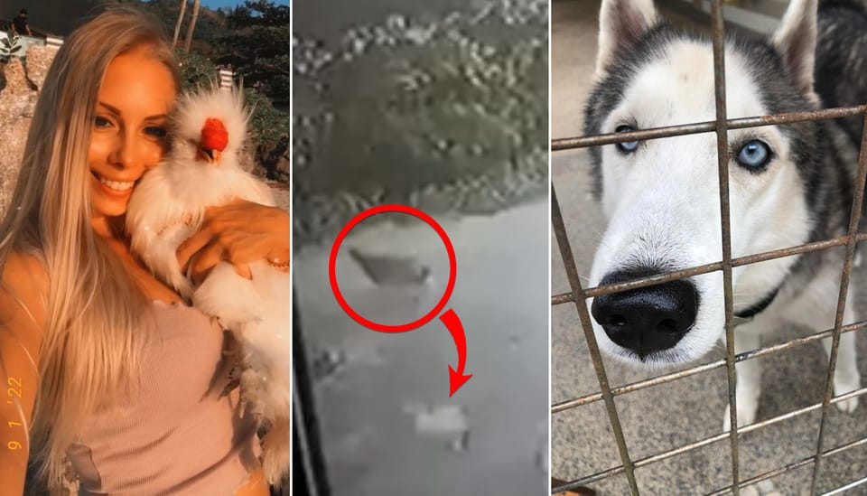 Phuket woman’s desperate search for beloved chicken ends with hungry dog | Coconuts