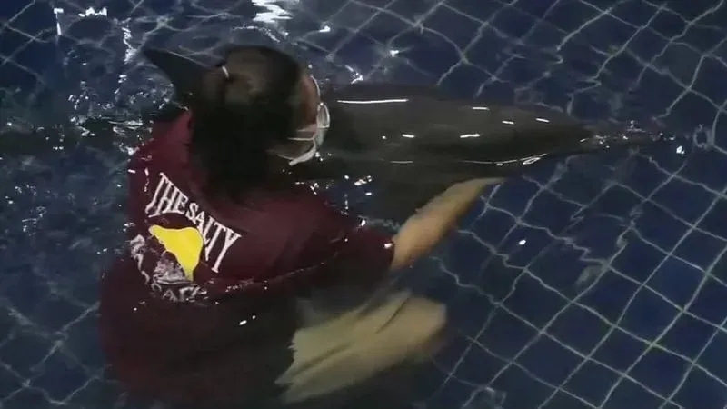 Young dolphin rescued after stranding at Sakhu