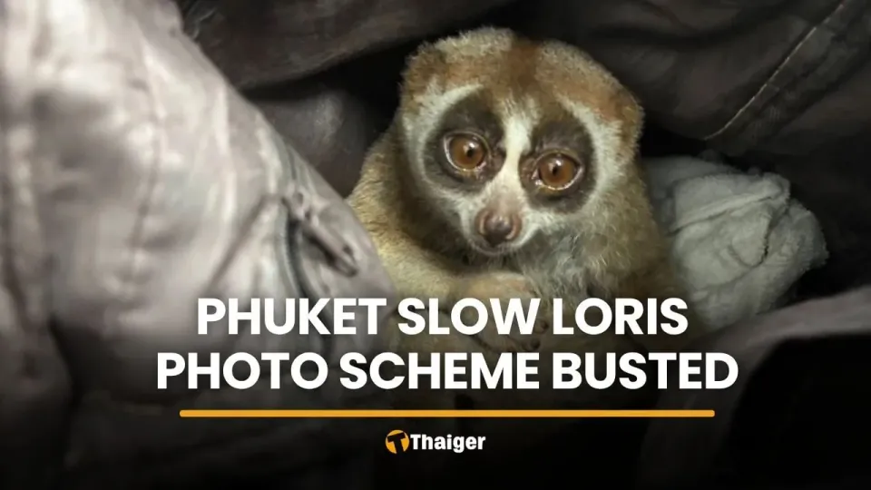 Man arrested after protected slow loris seized in Phuket photo tout case