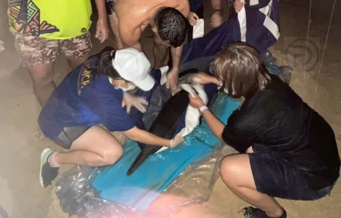 Dolphin Rescued After Getting Stranded on Beach in Thalang