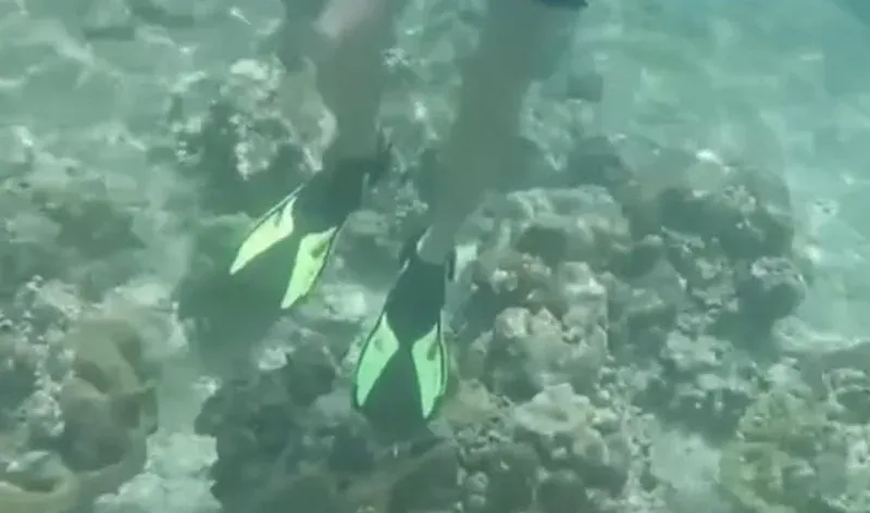 官员在游客被拍到于 Maya Bay 附近踩踏珊瑚后启动法律追责