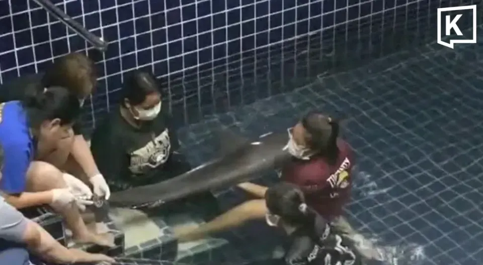 Spinnerdelfin in Phuket gestrandet, Tierärzte kämpfen um sein Leben