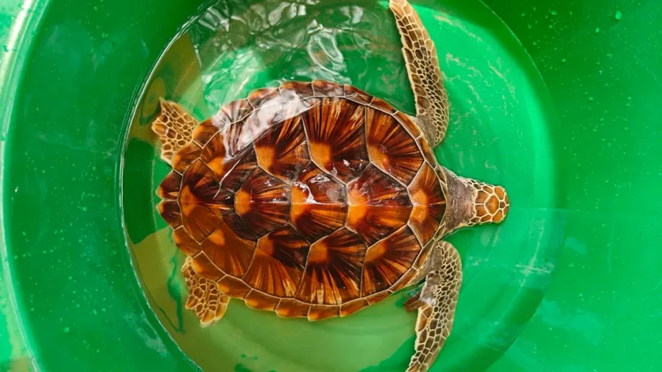 Une rare tortue verte retrouvée échouée sur la plage de Kamala à Phuket