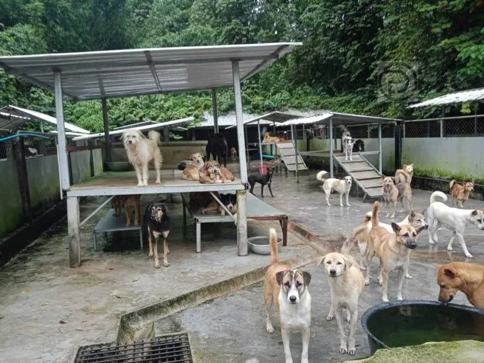 Phuket推进流浪狗收容所建设以创建无狂犬病区域