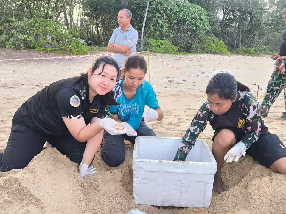 Out-of-season leatherback turtle nest with 98 eggs moved from flood risk