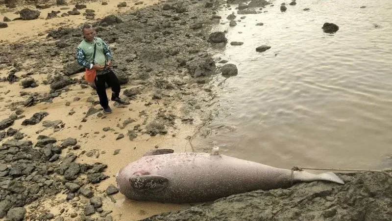 Mutilated dugong found off Koh Yao Noi