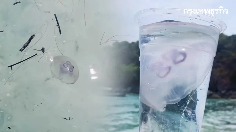 General: Going to the beach, beware of itchy rashes—moon jellyfish found stranded on Racha Island, Phuket, April 8, 2026 | 12:23