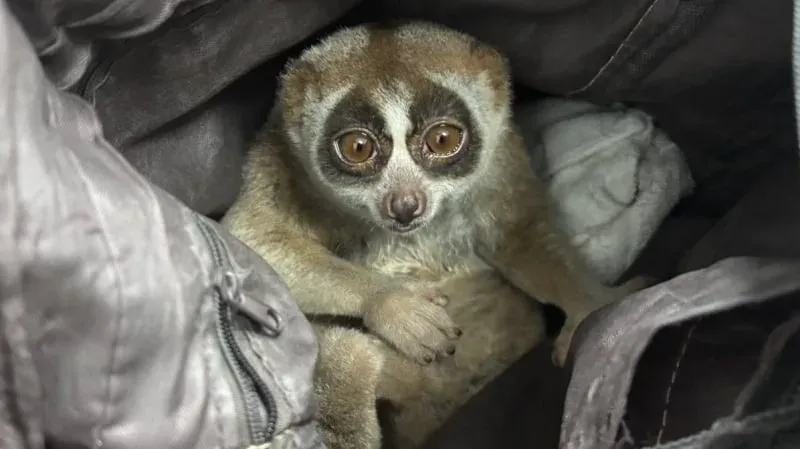 फोटो की शिकायतों के बाद Karon में संरक्षित slow loris के साथ एक व्यक्ति गिरफ्तार