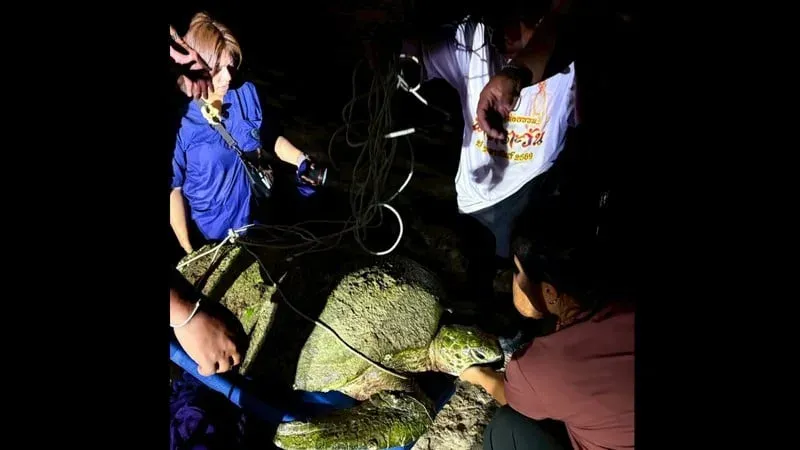 Injured green turtle rescued off Phuket coast