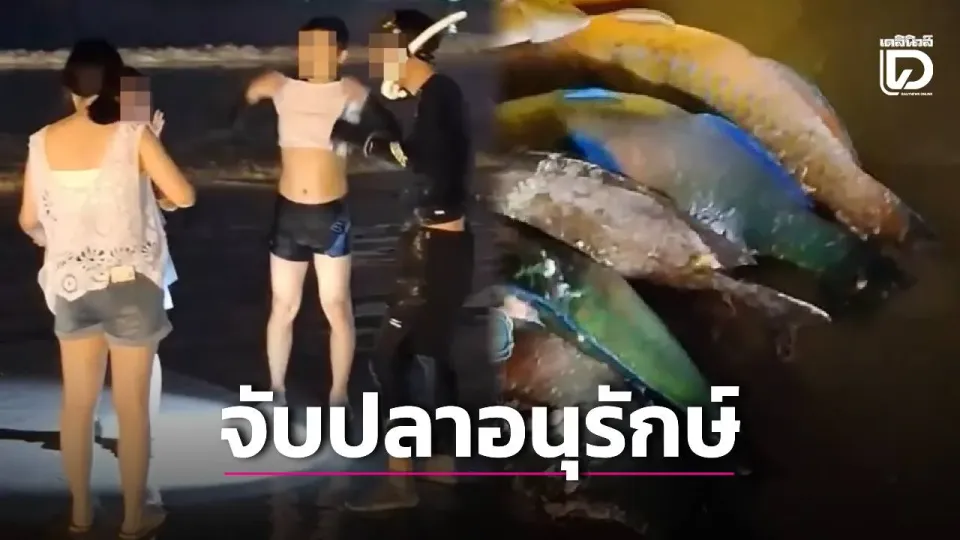 Video zeigt chinesische Touristen, die geschützten Papageifisch an einem Strand auf Phuket mitnehmen