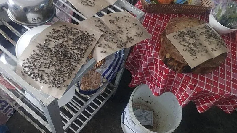 Les habitants de Phuket dénoncent une grave invasion de mouches qui perturbe leur vie quotidienne