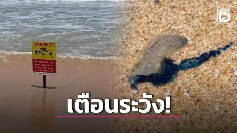 Portuguese Man o’ War found on Kata Noi Beach, prompting safety warning