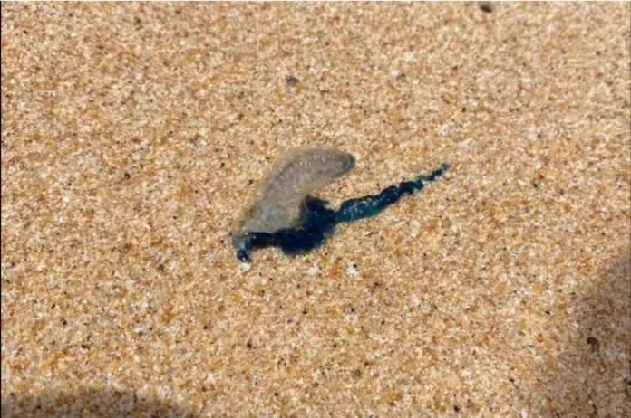 Phuket warns beachgoers after Portuguese Man O’ War spotted at several beaches