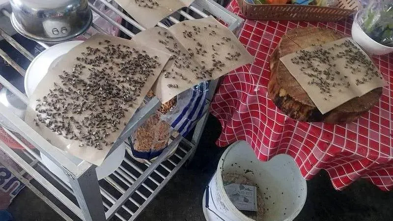 Saphan Hin fly infestation prompts health concerns and calls for urgent action