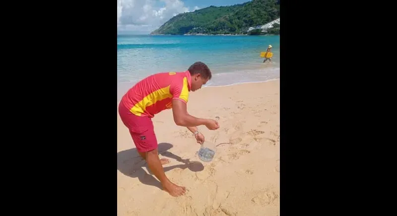 Warnung vor Portugiesischen Galeeren an Stränden von Phuket herausgegeben