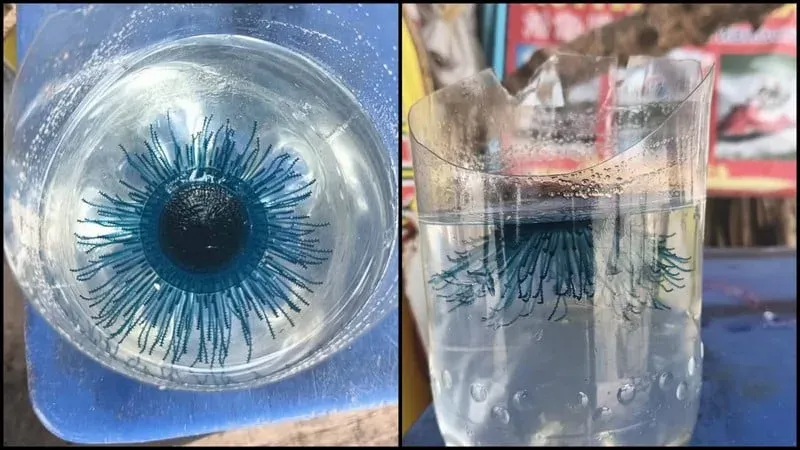 Blue Button jellyfish found at Patong, lifeguards issue safety advice
