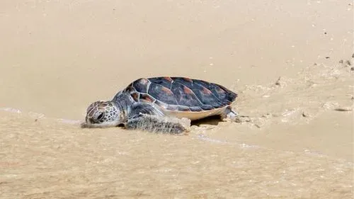 Pullman Phuket Panwa Beach Resort beendet Naturschutzkampagne Panwa Ocean Week