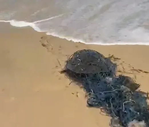 救生员在卡伦海滩救起被渔网缠住的海龟