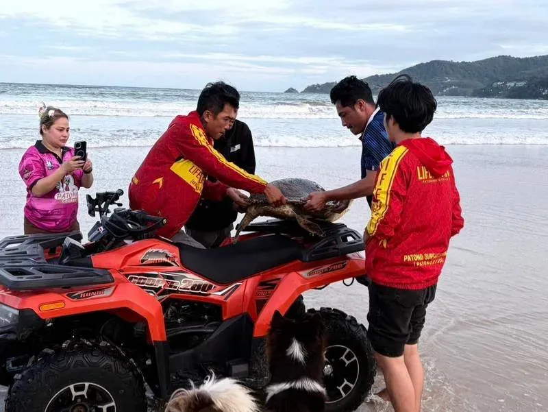 UPDATE: Sea turtle weighing over 50kg rescued from Patong Beach
