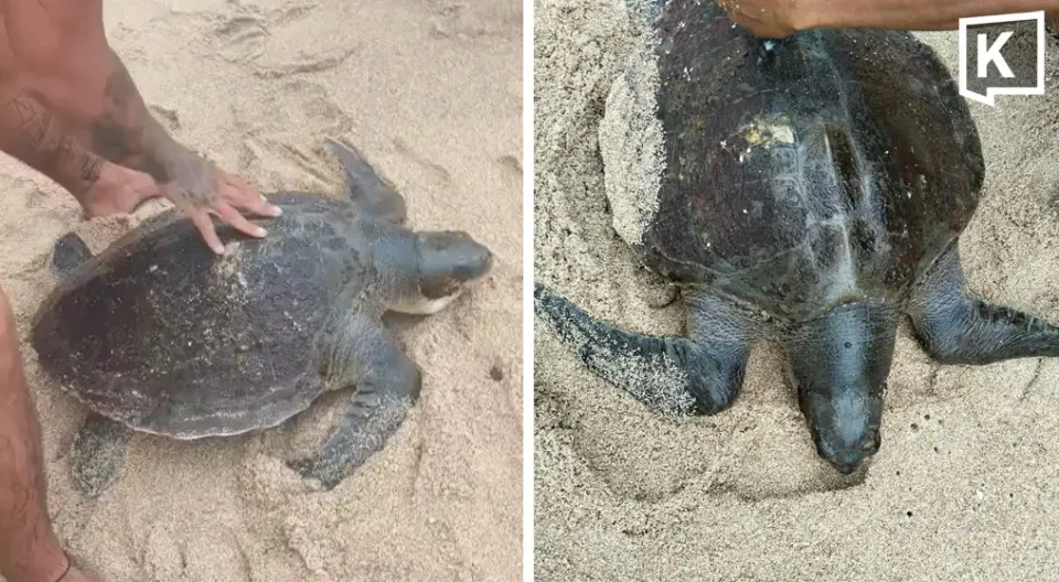 強い波でプーケットのカマラビーチに打ち上げられたウミガメを救助